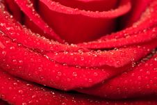 Red Rose With Water Drops Royalty Free Stock Image Red Rose With Water Drops Royalty Free Stock Image