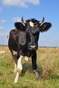 Cow On A Summer Pasture. Stock Photo