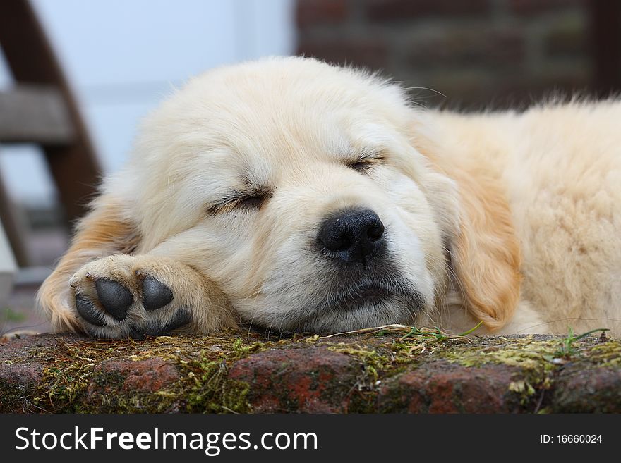 A golden retriever pup sleeps peacefully on his front legs. A golden retriever pup sleeps peacefully on his front legs.