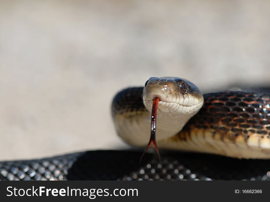 A large black ratsnake sticking his tongue out with a light grey background. A large black ratsnake sticking his tongue out with a light grey background.