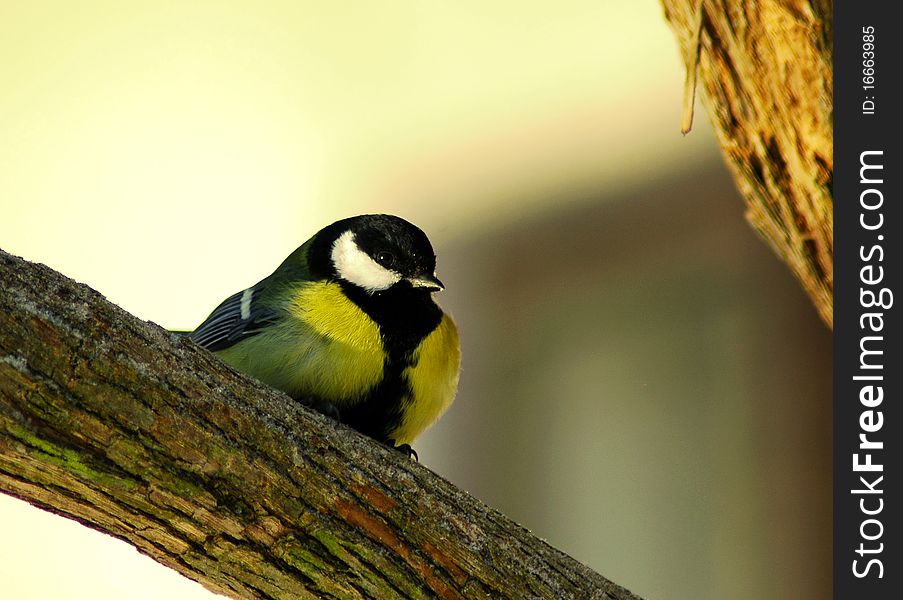 The bird great tit sitting on twig. The bird great tit sitting on twig