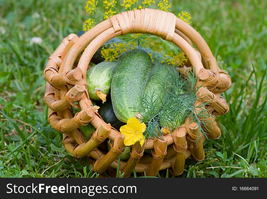 Crop of cucumbers in a basket