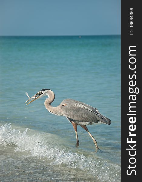 Great Blue Heron With Fish on a Gulf Coast Beach