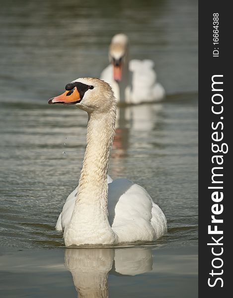 Two Mute Swans Swimming On A Pond