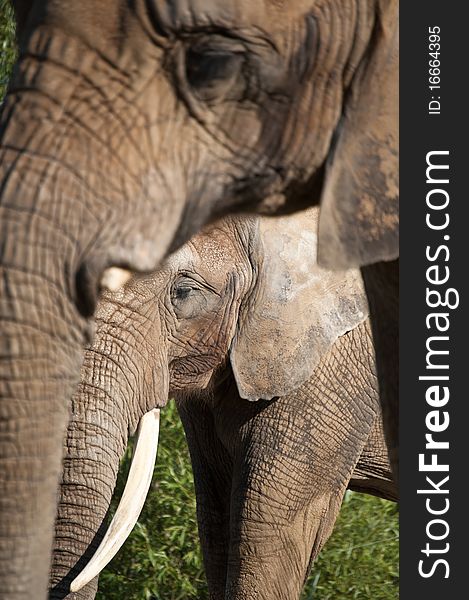 Two African elephants. The focus is on the smaller one in the background.