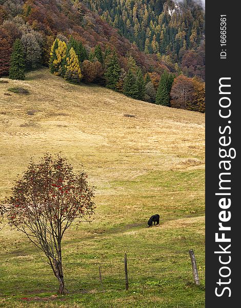 Autumn valley, photo taken in transylvania Romania