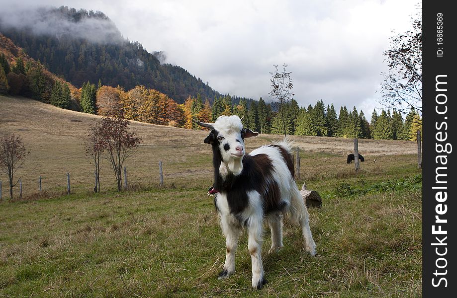 Young goat in a natural environment, photo taken in Romania