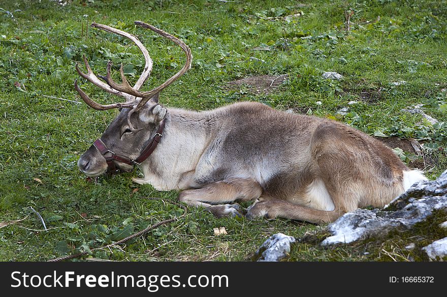 Reindeer in captivity, autumn natural environment