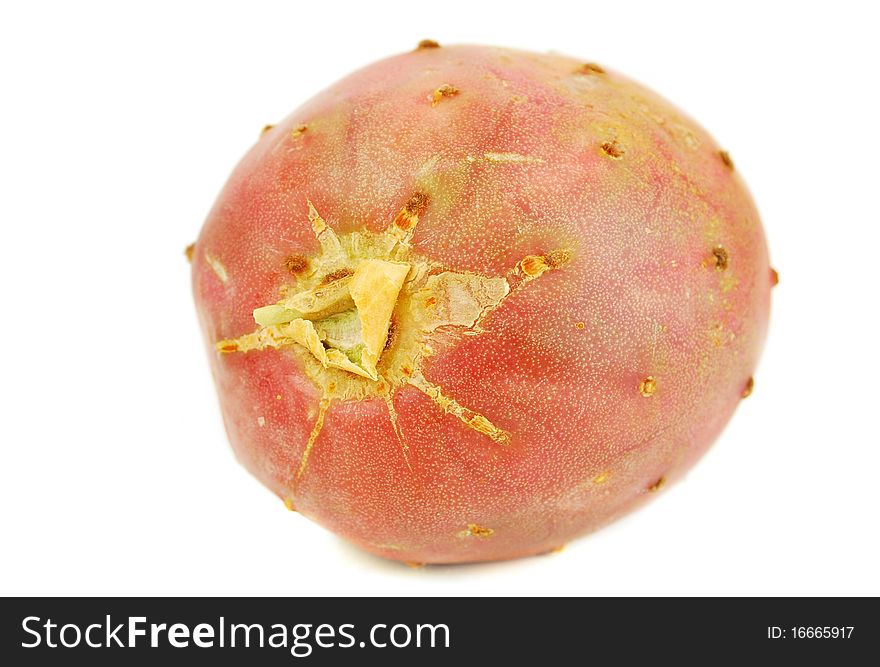 Cactaceous fig isolated on white background studio shoot.