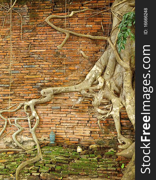 Old brick wall covered with roots