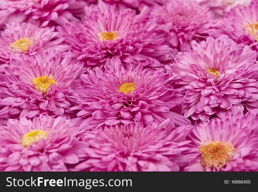 Background of the flowers of chrysanthemums. Background of the flowers of chrysanthemums
