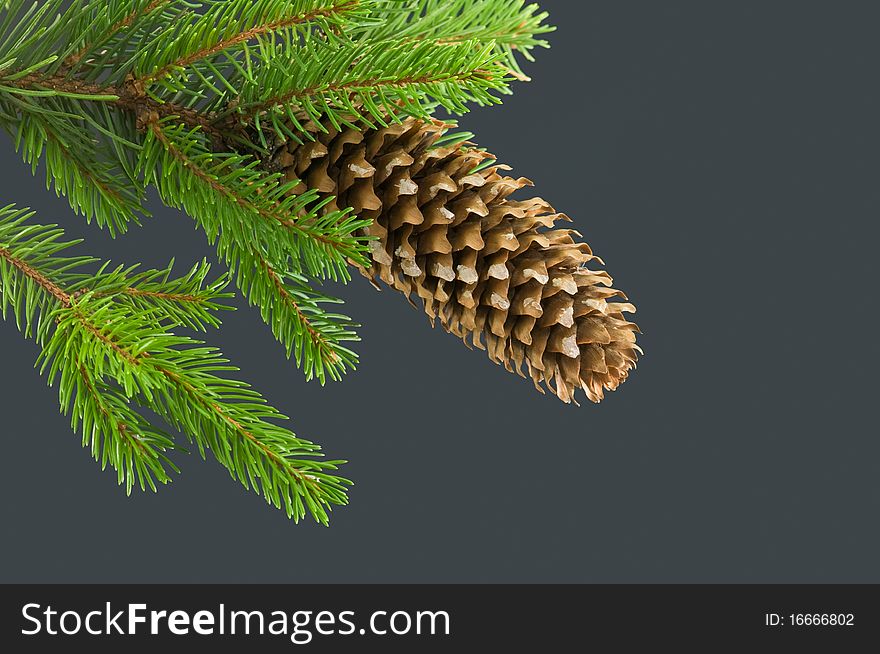 Cone and pine twig isolated