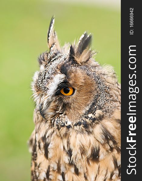 Owl with yellow eyes closeup