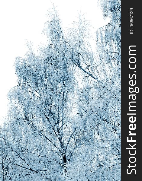 Winter trees covered with snow (toned blue, isolated on white)