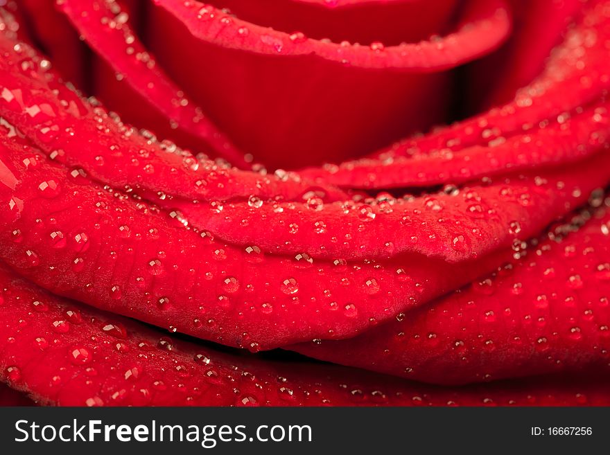 Beautiful red rose with water drops