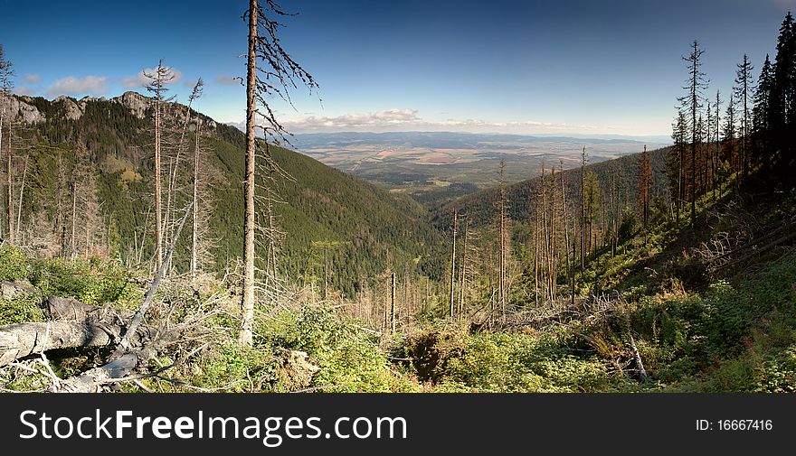 Summer day mountain panorama with forests. Forest is harmed by (Ips typographus).