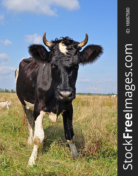 Cow on a summer pasture in a rural landscape under clouds. Cow on a summer pasture in a rural landscape under clouds.