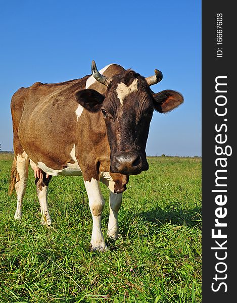 Cow on a summer pasture in a rural landscape under clouds. Cow on a summer pasture in a rural landscape under clouds.