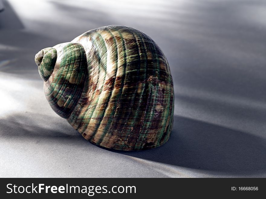 Striated shell resting on a gray table