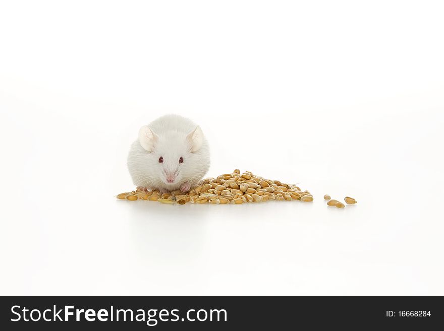 White mouse and corn, on white background. White mouse and corn, on white background.