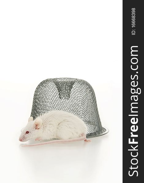 Mouse with food, on white background. Mouse with food, on white background.