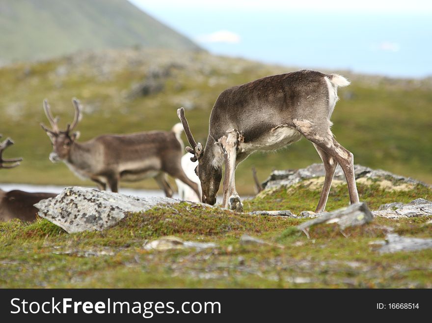 Reindeer in the North of Norway, at Nordkapp. Reindeer in the North of Norway, at Nordkapp