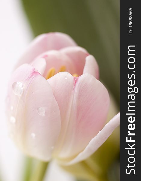 Pink tulip with drops of water