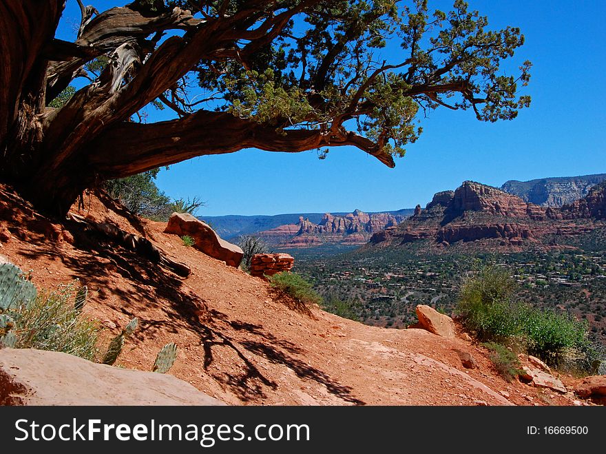 View over edge of trail to gnarled juniper tree and distant red rock cliffs of Sedona, Arizona. View over edge of trail to gnarled juniper tree and distant red rock cliffs of Sedona, Arizona.