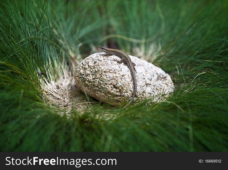 Small Lizard/Gecko waiting on a small stone in some kind of grass bush