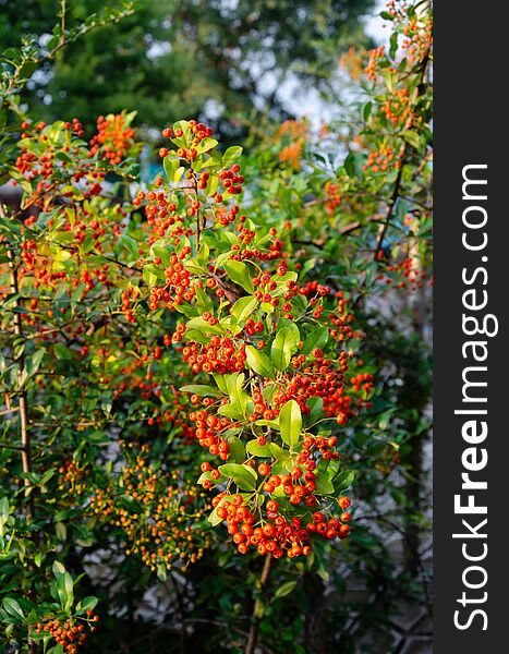 Pyracantha or firethorn. Evergreen thorn shrub with bright orange berries and narrow leaves. Selective focus