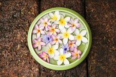 Flowers Bowl Stock Image Flowers Bowl Stock Image