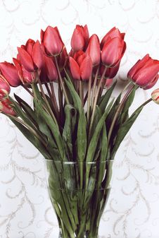 Red Tulips Stock Photography Red Tulips Stock Photography