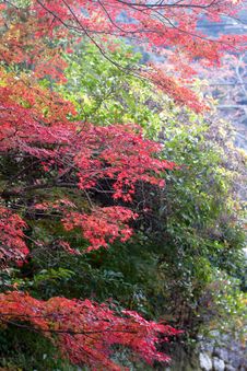 Japanese Autumn Tress Royalty Free Stock Photos Japanese Autumn Tress Royalty Free Stock Photos