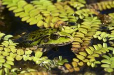 Green Frog In Swamp Royalty Free Stock Photo