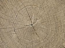 Sawn Tree Trunk End Face Stock Image Sawn Tree Trunk End Face Stock Image