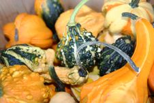 Orange, Green, Yellow Gourds With Stems Royalty Free Stock Photos Orange, Green, Yellow Gourds With Stems Royalty Free Stock Photos