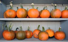 Pumpkins On Shelves Stock Photo Pumpkins On Shelves Stock Photo