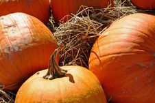Orange Pumpkins In Hay Stock Photo Orange Pumpkins In Hay Stock Photo