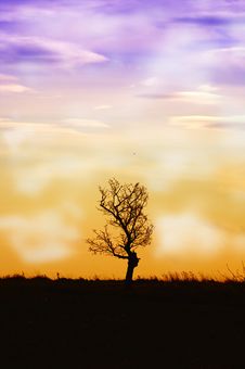 Solitary Tree Royalty Free Stock Photo