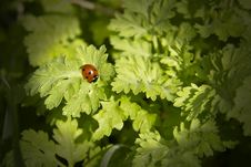 Six Spot Ladybird Royalty Free Stock Image