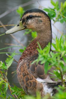Juvenile Mallard Duck Royalty Free Stock Photo