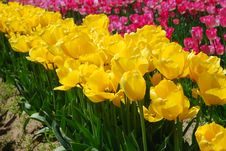 Field Of Yellow And Pink Tulips Stock Images