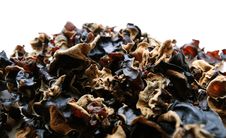 Wood Ear Mushroom Stock Image Wood Ear Mushroom Stock Image