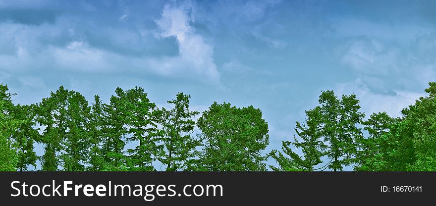 Row of various trees, blue sky