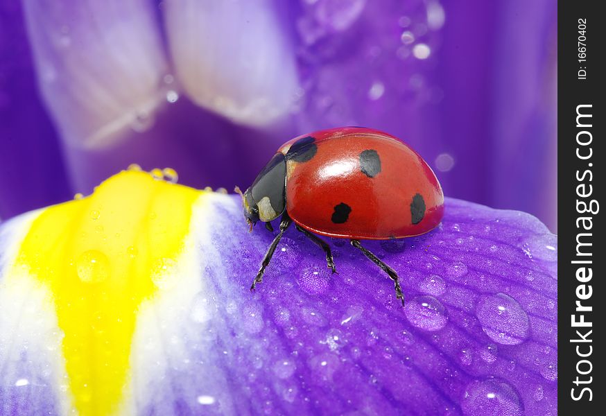 The ladybug sits on a flower petal