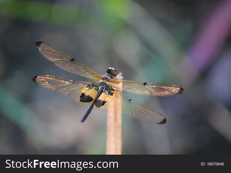 Close up to a dragonfly on top