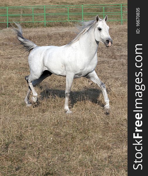 White riding horse out side