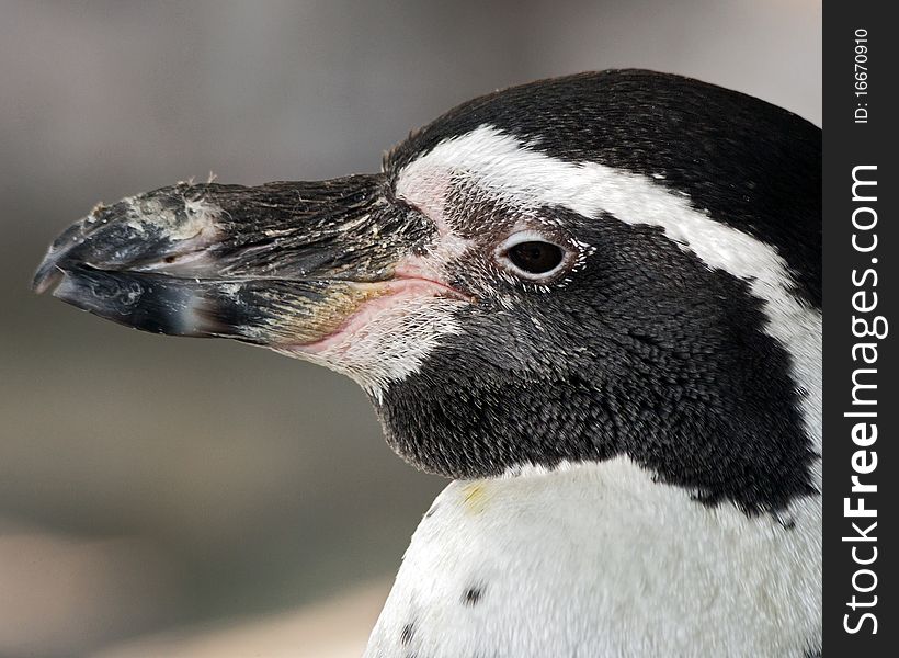 Closeup portrait of a penguin