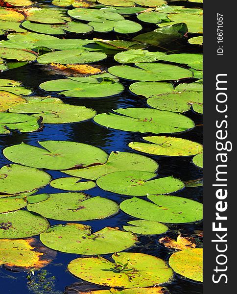 Green Lotus leafs of all sizes in a pond, vertical view. Green Lotus leafs of all sizes in a pond, vertical view.