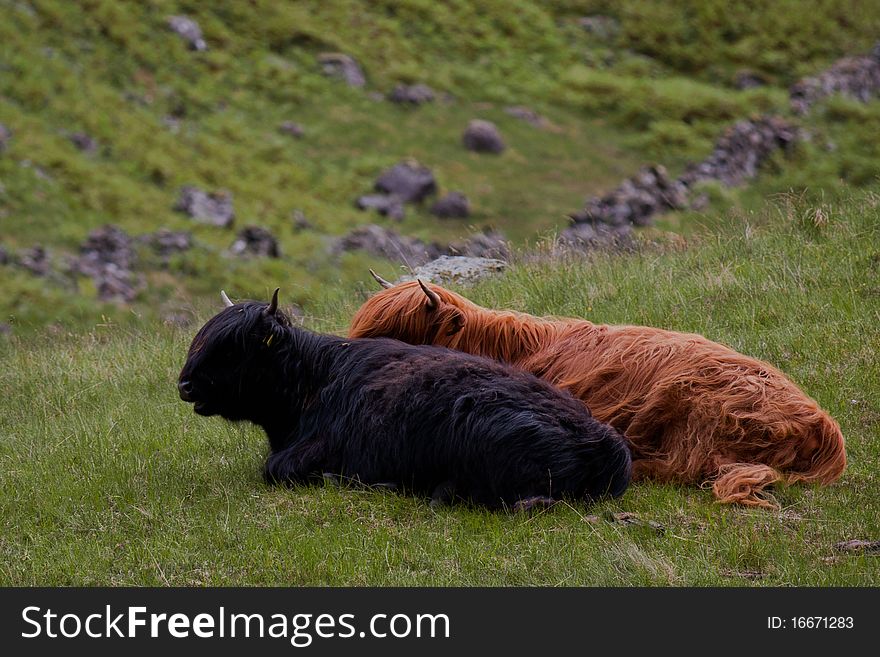 Scottish Highland cattle on a meadow. Scottish Highland cattle on a meadow